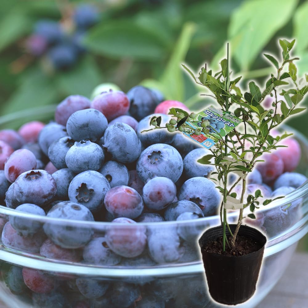 Amazon.co.jp: ブルーベリー【選べる品種】苗木（3年生）4.5号ポット苗